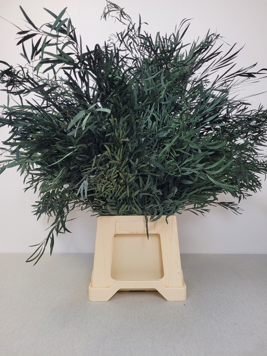 GESTABILISEERD EUC PARVI GROEN